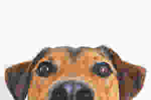 Cute hound dog looking at camera