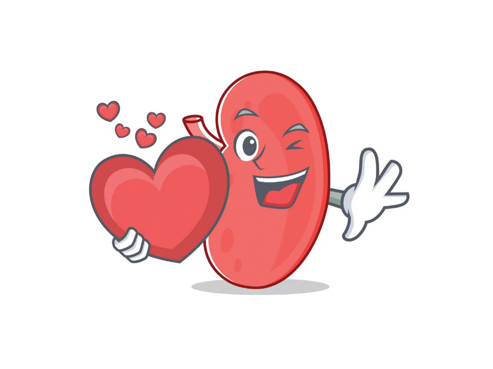 Corazón y riñon.gif