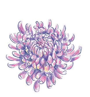 sticker chrysantheme.png