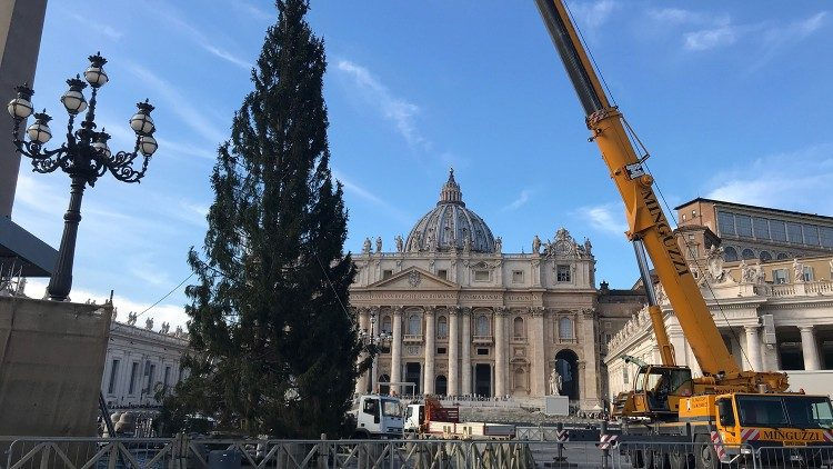 The Christmas tree is put up in St. Peter's Square to start the Christmas festivities.