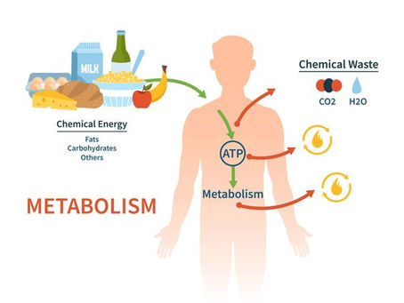 Doğal ve Dengeli Bir Metabolizma: Diyabet Süreci Nasıl İşler?