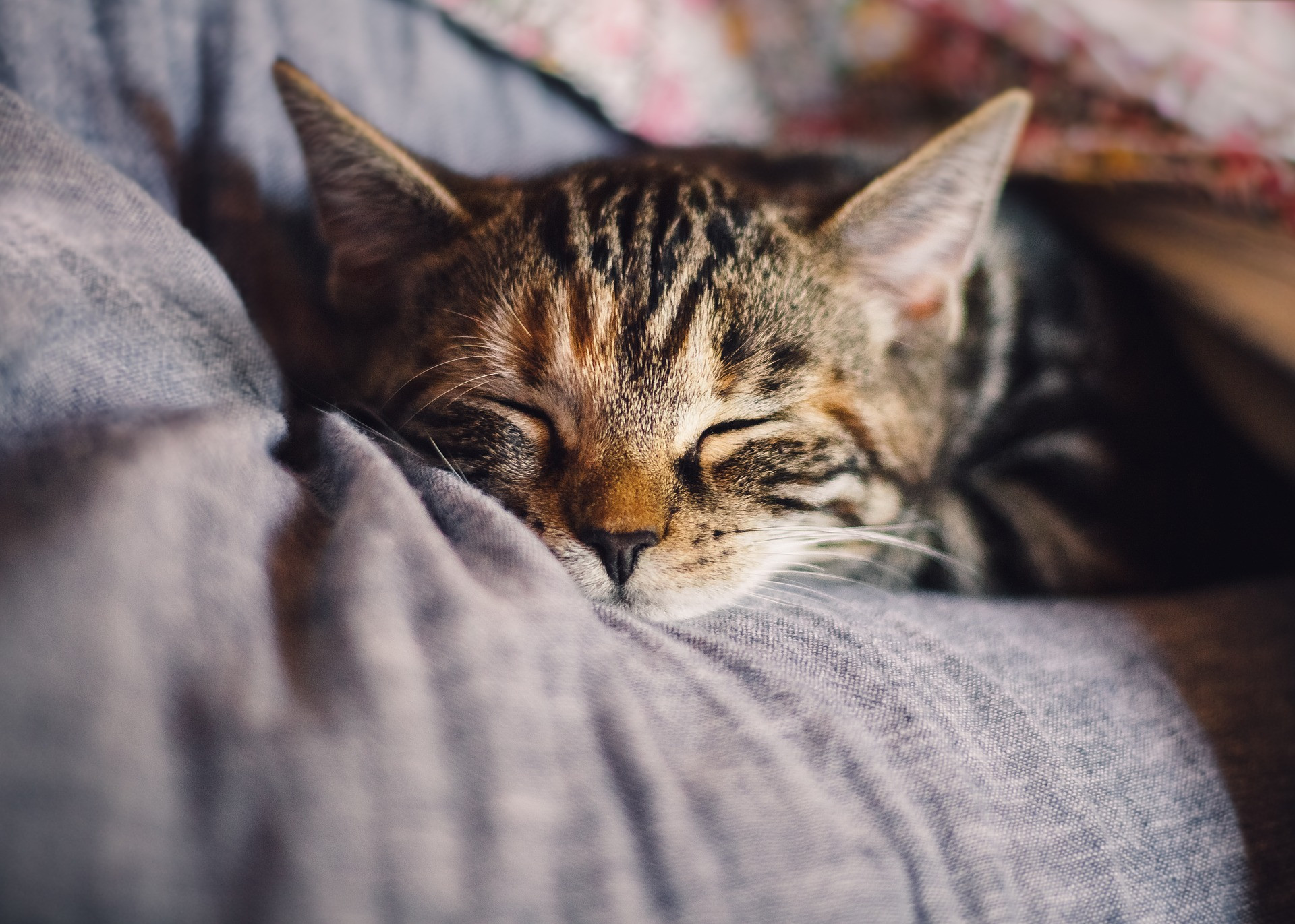 Lola-by - Sleep Light Activation
