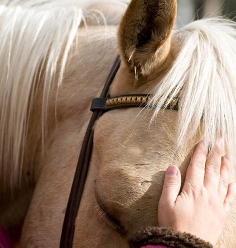 Dante, horse