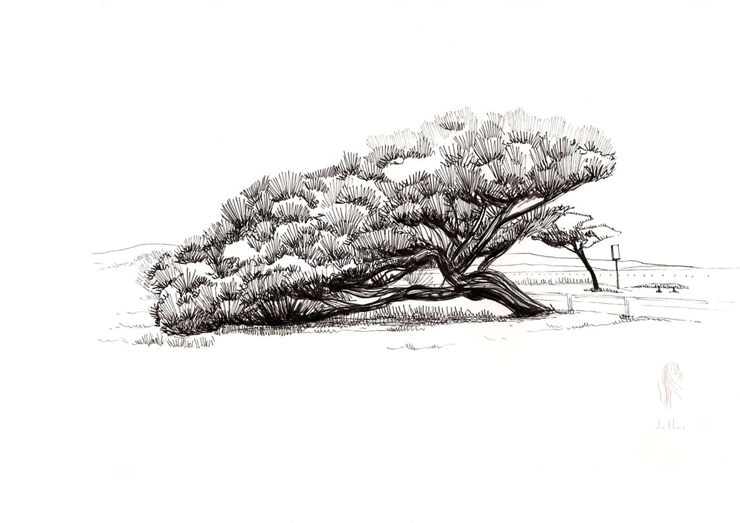 Anémorphose, Pinus maritimus