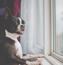 dog looking out a window, waiting for something.