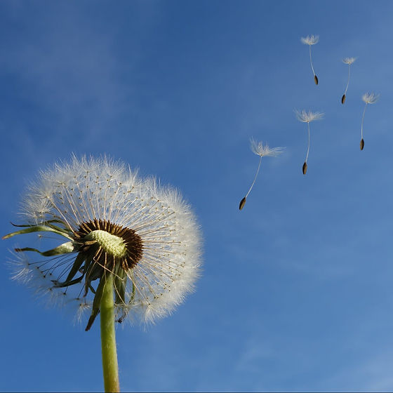 cropped-dandelion-sky-flower-nature-3966