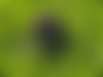 Tricks, Treats & a Life Lesson from Dog School