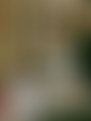 The Most Influential Religion in Fingerboarding - Slushcult