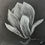 Thumbnail: Moody Magnolia