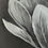 Thumbnail: Moody Magnolia