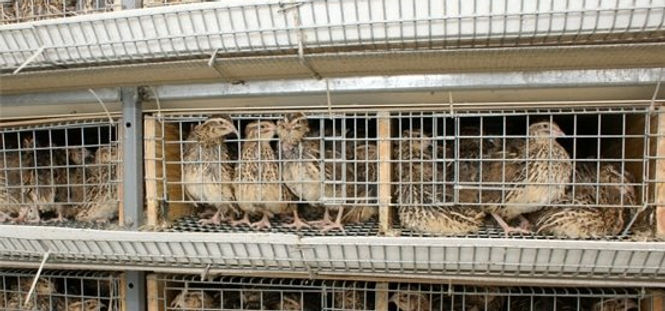 Quail-Farming-Cage-Sytem_edited.jpg
