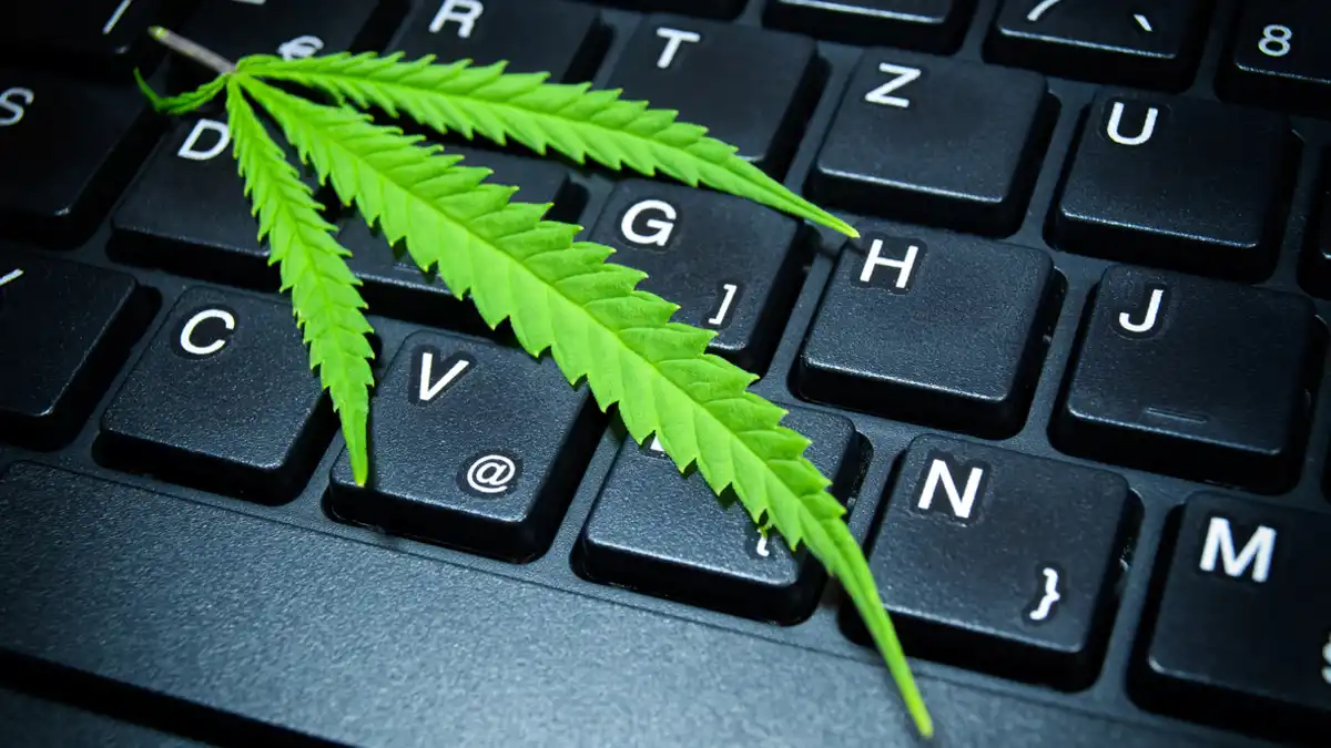 Cannabis in the Workplace