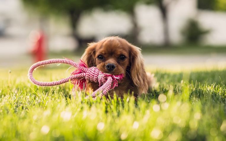 Foster Specialty Floors offers animal flooring by using a pad and pour system. Image is of a dog
