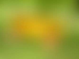 Der kleine Entenstall