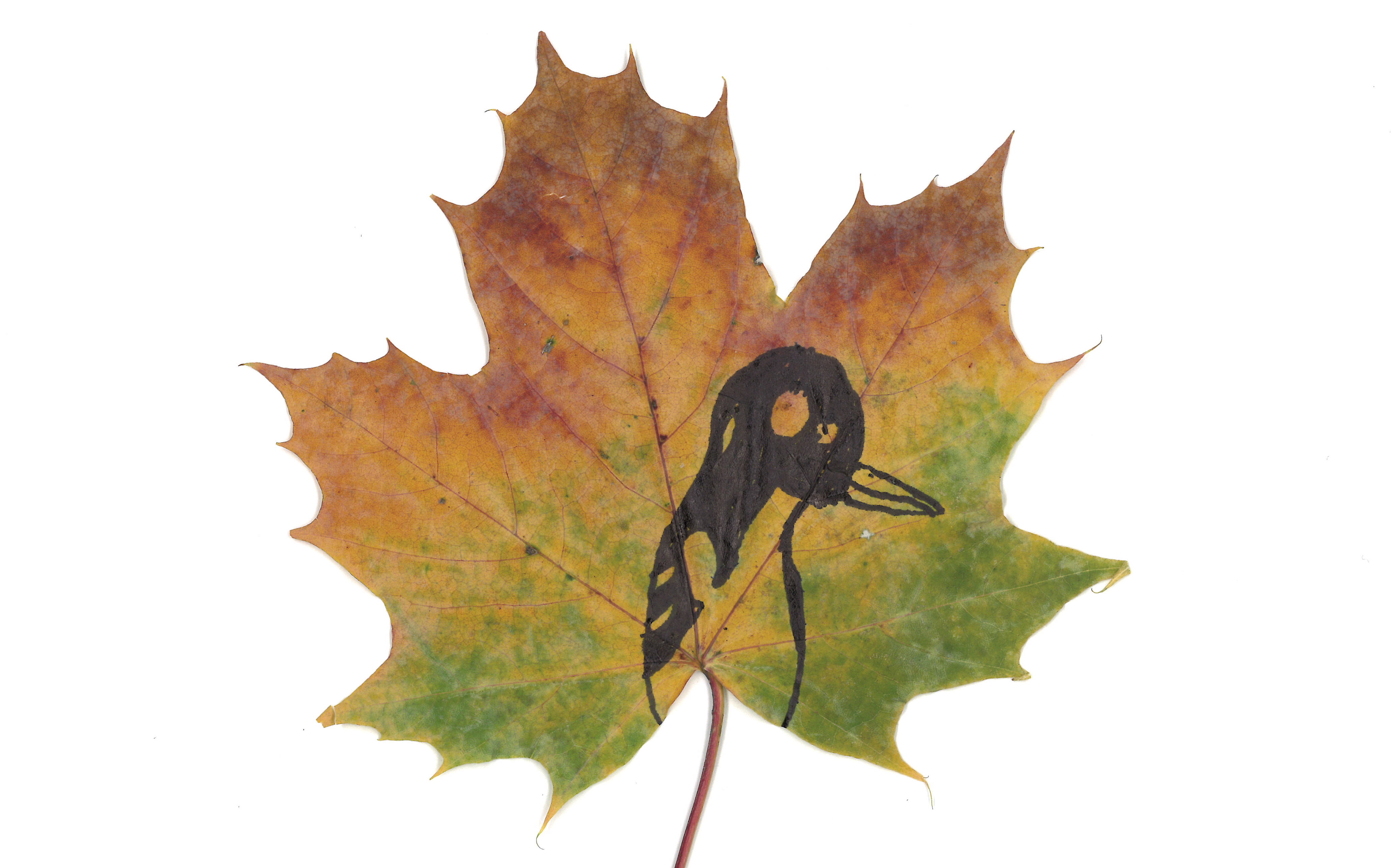 Handschin & Handschin Verlag | Ideenpool Bildnerisches Gestalten