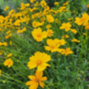Sand Coreopsis 2026