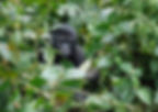 gorilla-1386501_960_720