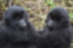 mountain-gorilla-3560377_1920