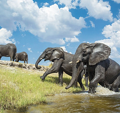 Chobe Riverfront - Wildlife & Scenery-.jpg