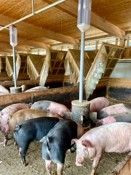 Tierwohl; Glückliche Schweine; der intakte Ringelschwanz; Ringelschwanz freundlich; ringelschwanz schweinehaltung; Schwanzbeißen bei Schweinen; Schwanzbeißen; Maßnahmen gegen Schwanzbeißen; Ringelschwanz; ringelschwanz schweinehaltung förderung; tierwohl haltungsform; Tierwohlstall; Tierwohl förderung; Tierwohl kriterien; Tierwohl produkte; tierwohl futterautomat; futterautomat; Curly tail; animal welfare pigs; animal welfare pics; aktionsplan kupierverzicht; artgerechte Schweinehaltung; Schritt für Schritt zum Ringelschwanz; artgerechte Fütterung von Mastschweinen; 