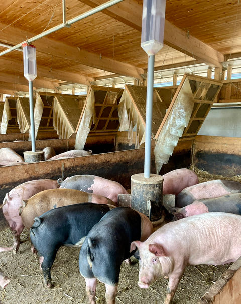 Tierwohl; Glückliche Schweine; der intakte Ringelschwanz; Ringelschwanz freundlich; ringelschwanz schweinehaltung; Schwanzbeißen bei Schweinen; Schwanzbeißen; Maßnahmen gegen Schwanzbeißen; Ringelschwanz; ringelschwanz schweinehaltung förderung; tierwohl haltungsform; Tierwohlstall; Tierwohl förderung; Tierwohl kriterien; Tierwohl produkte; tierwohl futterautomat; futterautomat; Curly tail; animal welfare pigs; animal welfare pics; aktionsplan kupierverzicht; artgerechte Schweinehaltung; Schritt für Schritt zum Ringelschwanz; artgerechte Fütterung von Mastschweinen; 