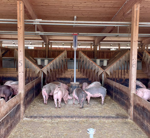 Tierwohl; Glückliche Schweine; der intakte Ringelschwanz; Ringelschwanz freundlich; ringelschwanz schweinehaltung; Schwanzbeißen bei Schweinen; Schwanzbeißen; Maßnahmen gegen Schwanzbeißen; Ringelschwanz; ringelschwanz schweinehaltung förderung; tierwohl haltungsform; Tierwohlstall; Tierwohl förderung; Tierwohl kriterien; Tierwohl produkte; tierwohl futterautomat; futterautomat; Curly tail; animal welfare pigs; animal welfare pics; aktionsplan kupierverzicht; artgerechte Schweinehaltung; Schritt für Schritt zum Ringelschwanz; artgerechte Fütterung von Mastschweinen; 