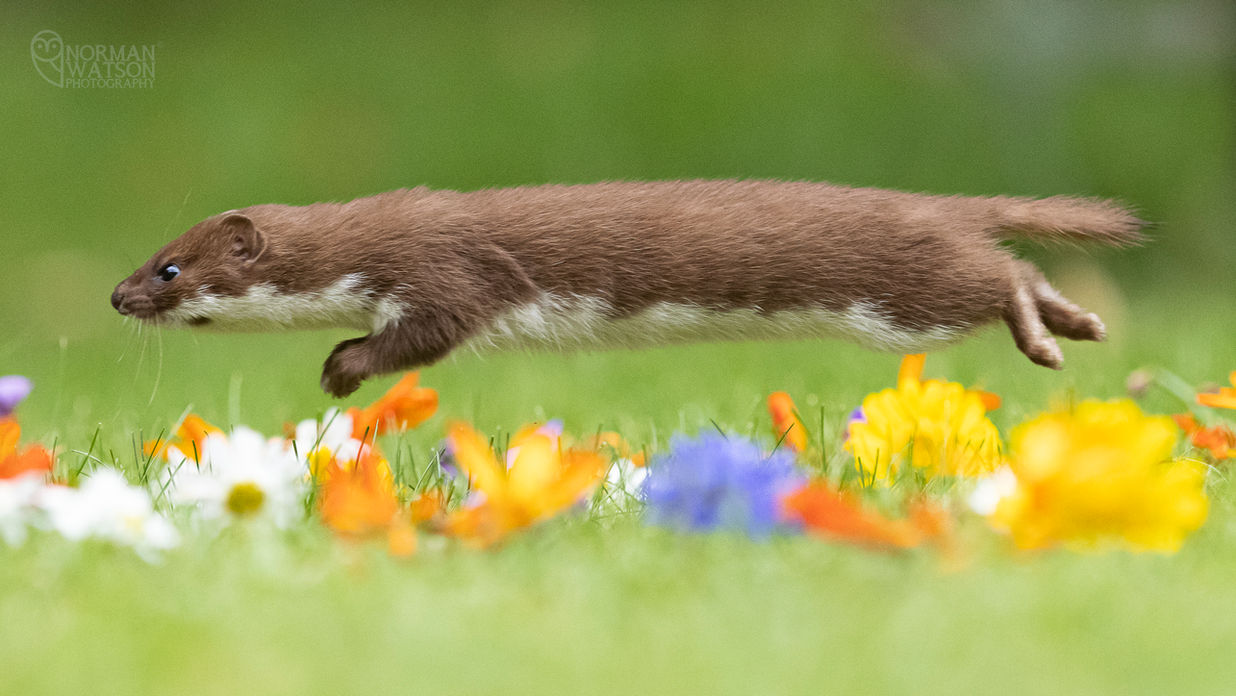 Flower flying wide.jpg