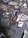 Very torn apart