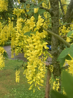 Laburnum