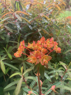 Euphorbia