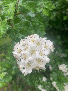 Hawthorn