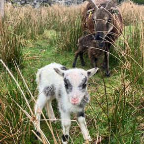 New Life On The Farm