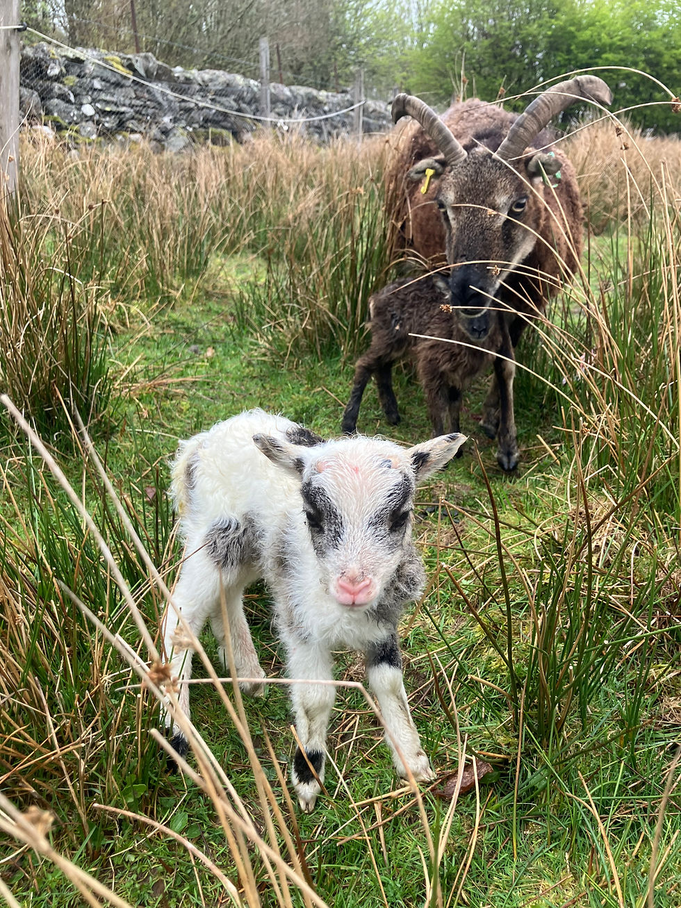 New Life On The Farm
