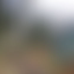 Tree Surgery To Protect Cottage and Skye