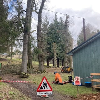 Tree Surgery To Protect Cottage and Skye