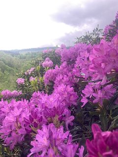 Rhododendron