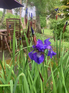 Siberian iris