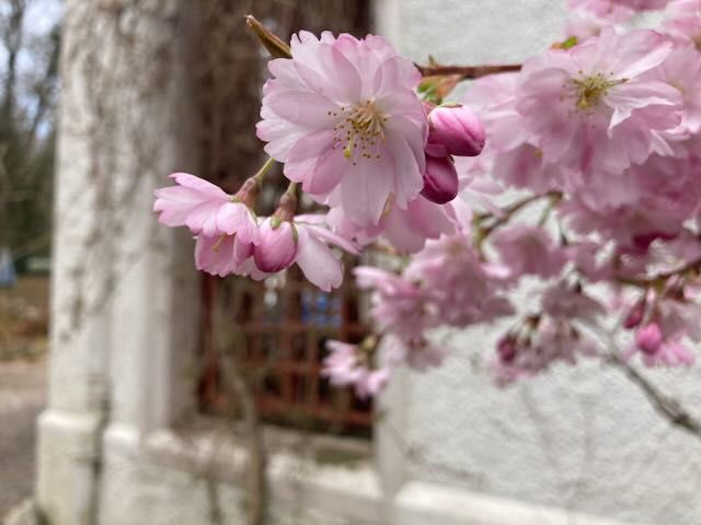 Spring Blossoms and Gardens Grow