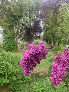 Lilac