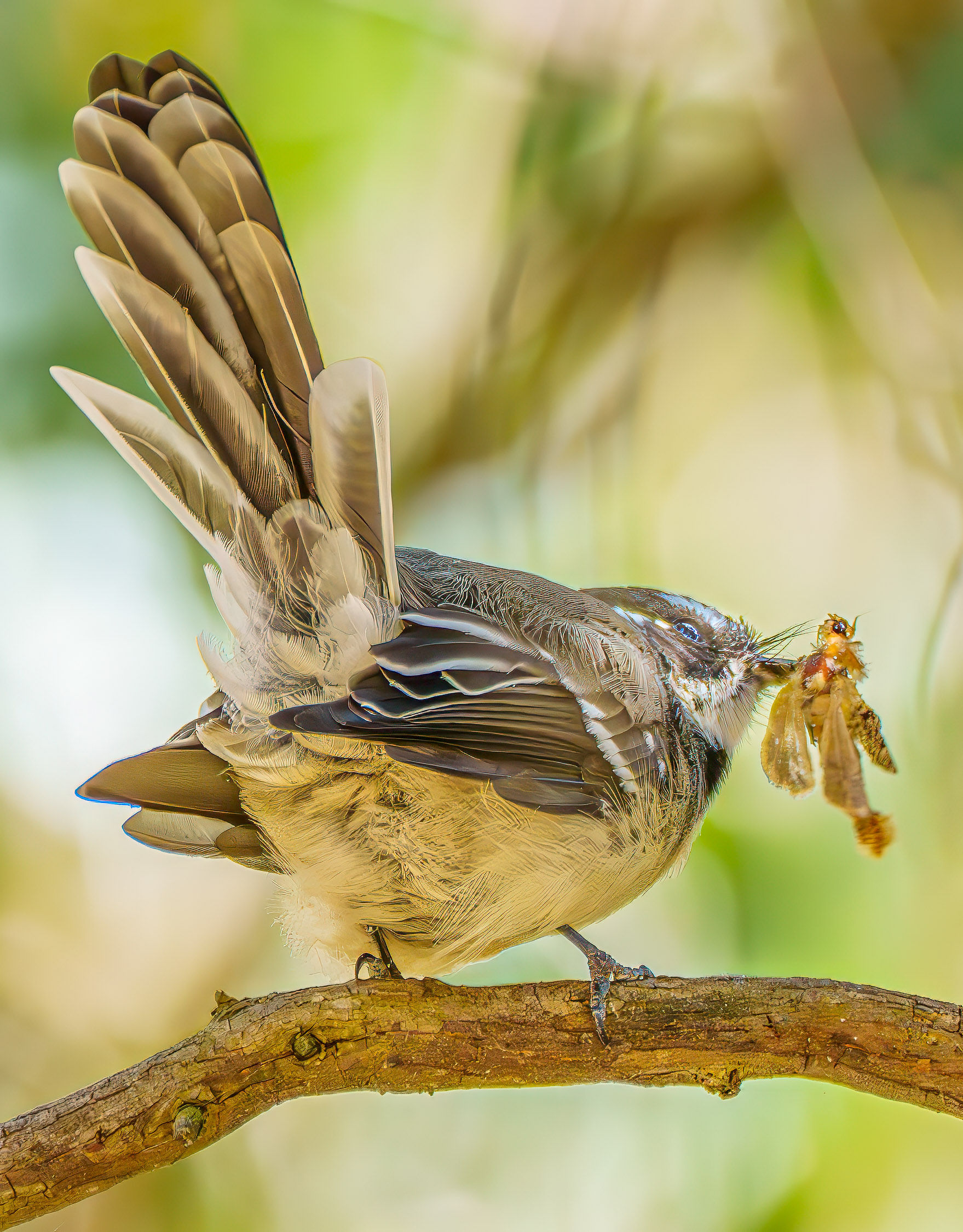Rufus Fantail with Bug