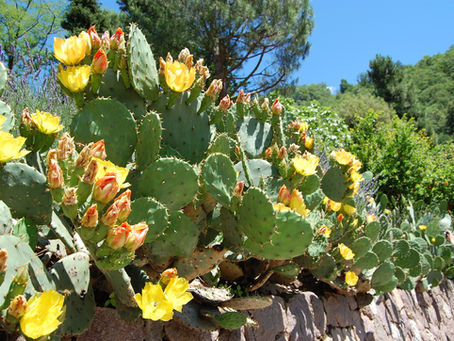 When Life Gives You Prickles, Make Something Sweet Out Of It