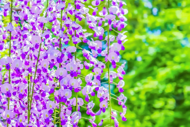 吉田町不動産売却