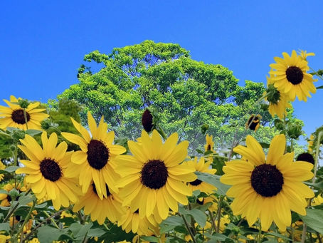 【8月10日〜17日のお盆の時期も営業しております】査定無料・相談無料・物件広告料無料☆吉田町の不動産売却・不動産査定・不動産買取は、わくわく不動産にお任せください。