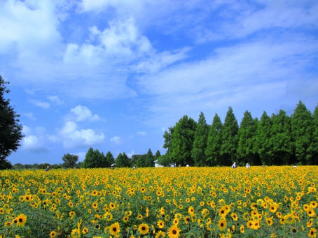 仲介？買取？相続？住み替え？空き家・空き地？お客様のご状況に合わせた安心丁寧な対応をさせていただきます。焼津市周辺の不動産売却・不動産査定は地域密着型のわくわく不動産へ