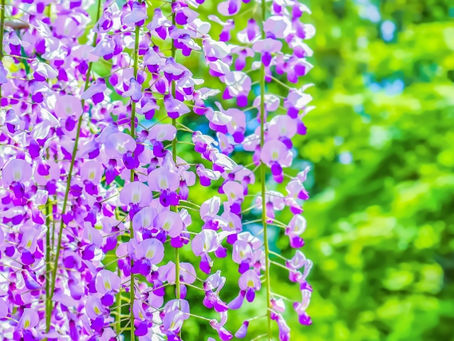 ゴールデンウィークも営業しています!当日相談可能☆島田市・島田市金谷周辺の不動産売却・不動産査定は地域密着型のわくわく不動産にお任せください!