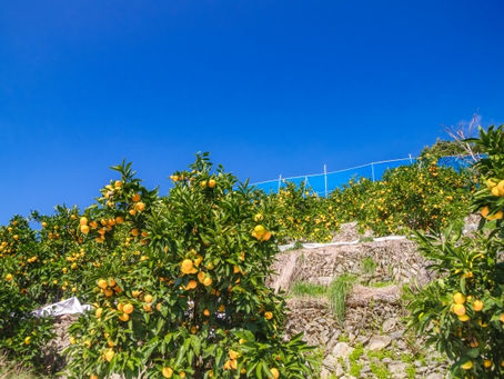 【藤枝・焼津・島田エリア】  売却相場の確認だけでも大丈夫です！相続などの不動産や住まいの相談・売却はわくわく不動産にお任せください