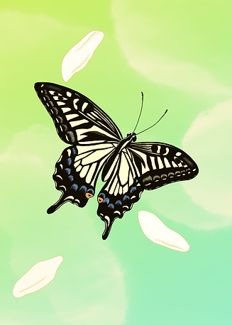 ナミアゲハ成虫 2.PNG