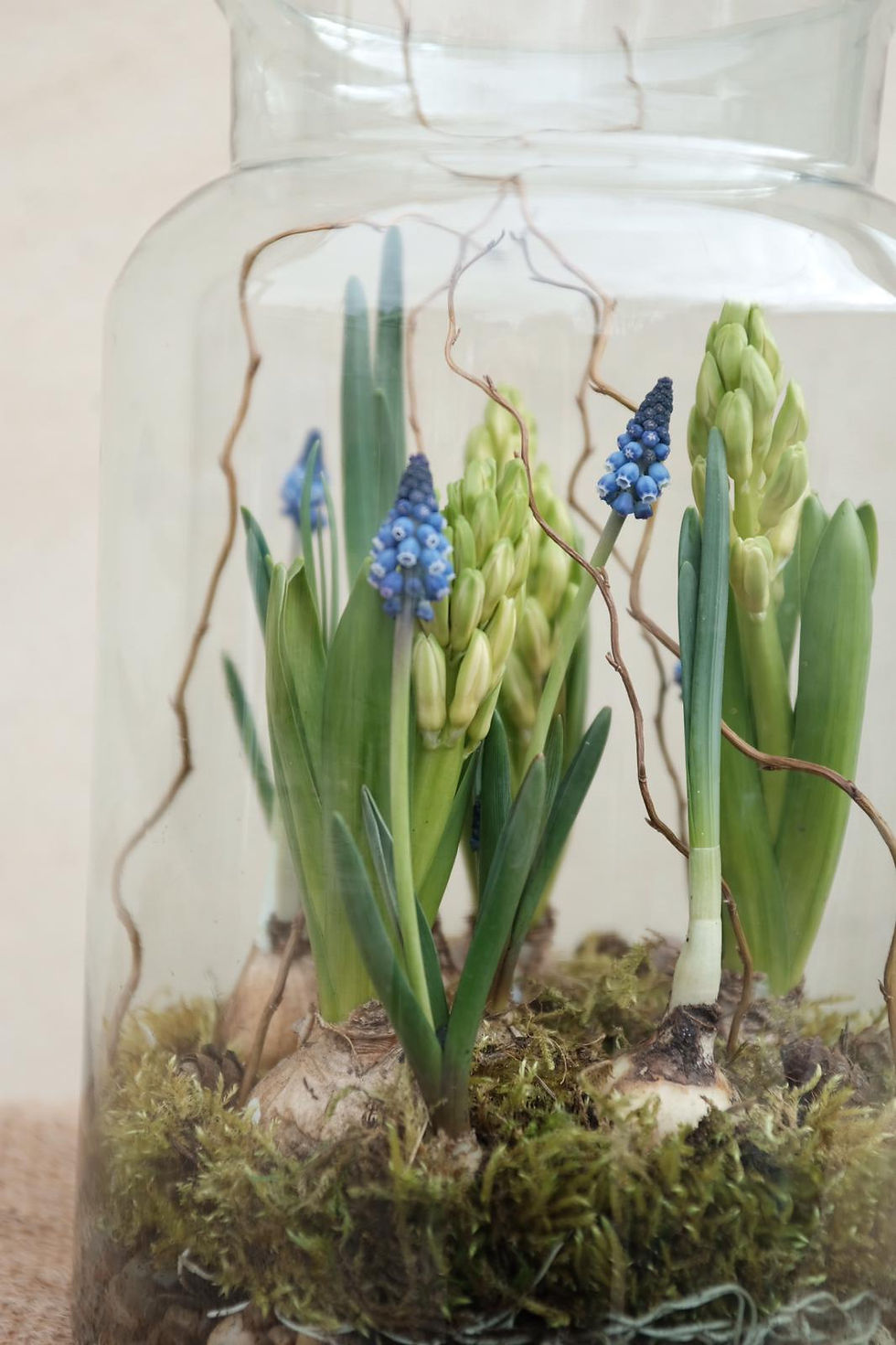 Thumbnail: Spring Terrariums