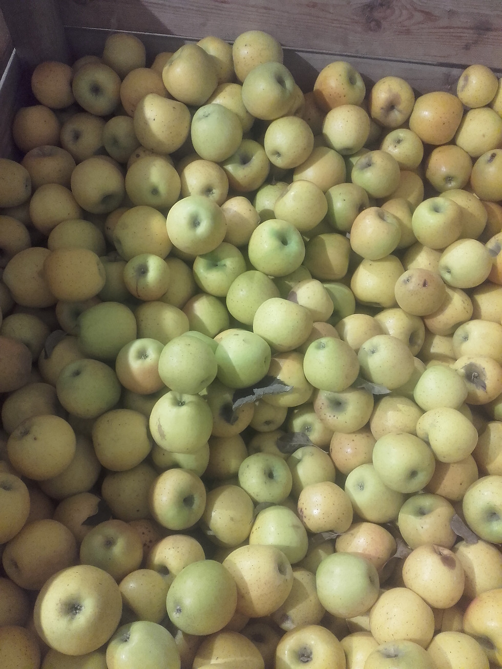 Miniature : Pommes variétés story et gold ruch