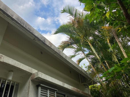 枝の剪定作業🌳！！